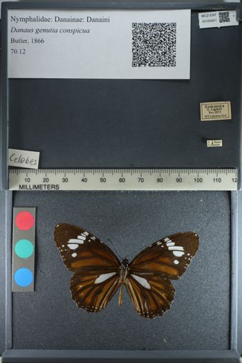 Media type: image;   Entomology 165801
